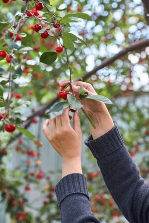Female hand picking cherries from branch in gardenの写真素材