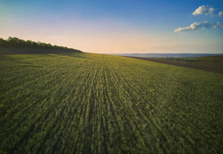 Aerial View From The Drone, A BirdS Eye View To The Forest With Green Plantingsの写真素材