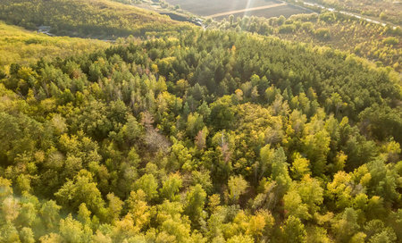 Beautiful bird s eye view drone landscape image during Autumn Fall of vibrant forest woodland....