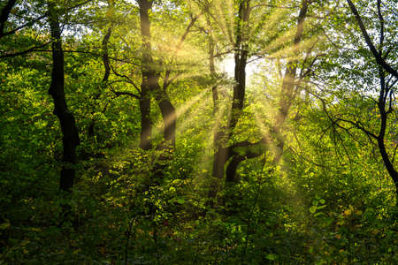 Bright Sun Beams Shining Through Trees. Magestic autumn sunset.の写真素材