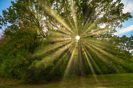 Bright Sun Beams Shining Through Trees. Magestic autumn sunset.の写真素材
