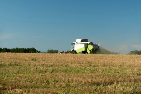 Combine harvester in action on wheat field. Harvesting is the process of gathering a ripe crop from...