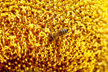 Sunflower blooming, close up petals texture macro detail, organic backgroundの写真素材