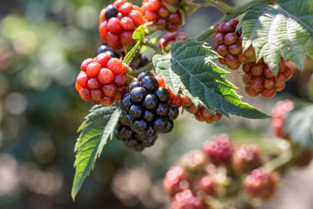 Closeup of a bramble bush growing delicious wild blackberries