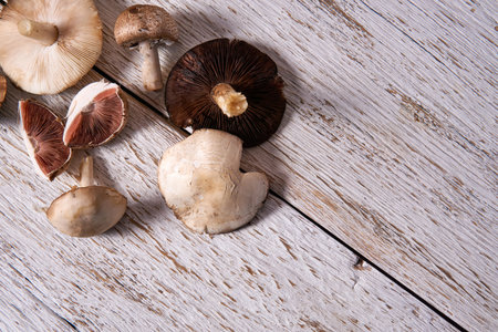 Wild foraged mushrooms on a rustic white wooden board
