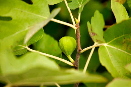 Closeup of common fig tree with fruits and foliage. Green leaves are lobed and the figs not ripe.の写真素材