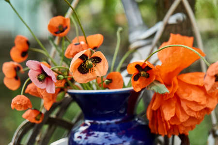 tender bouquet of red beautiful poppies in vase on garden backgroundの写真素材
