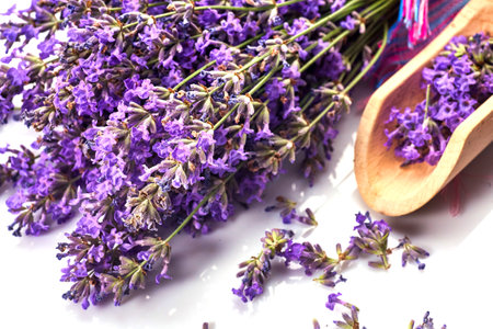 A bunch of fresh lavender on whiteの写真素材