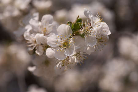 Close up white cherry blossom tree in the springの写真素材
