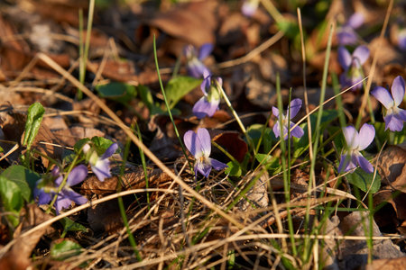 Beautiful early violet flower or pale wood violet Viola odorata flowering in spring, shallow depth...
