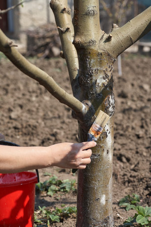 Gardener whitewash tree trunk with chalk in garden, tree care in spring. Gardener woman cares for...