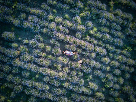 Young slim fair-skinned girl brunette beautiful lies in lavender field. Top view.