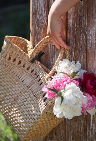 Flowers of pink red and white peonies in wicker basket on wooden table against wooden background. Women hand hold the basket with peonies.の写真素材
