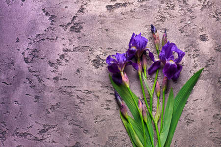 Violet irises on gray background.の写真素材