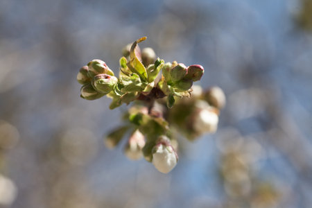 Close up white cherry blossom tree in the spring