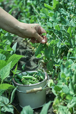 Woman farmer gathers ripe peas in the gardenの写真素材