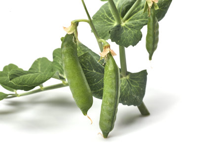 Pods of green peas with leaves isolated on white background