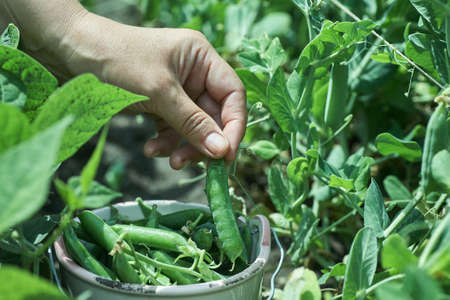 Woman farmer gathers ripe peas in the gardenの写真素材