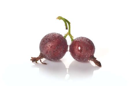 Black currant and water drops on the white background. Macro.の写真素材