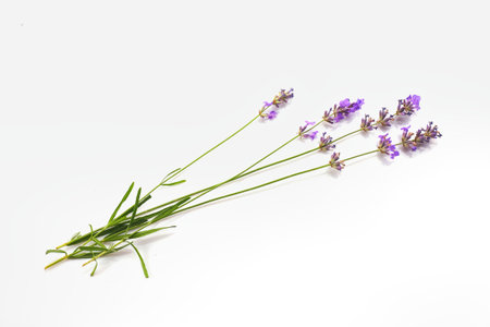 Bunch of Lavender flowers isolated on white background.の写真素材