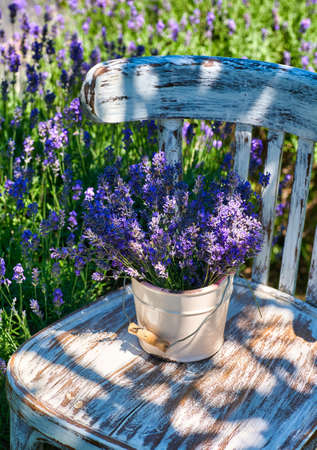 White vase with lavender bouquet on vintage chair, on lavender field backgroundの写真素材