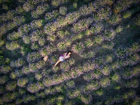 Young slim fair-skinned girl brunette beautiful lies in lavender field. Top view.の写真素材