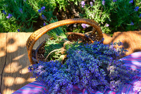 Basket with lavender bouquet on wooden, on lavender field backgroundの写真素材