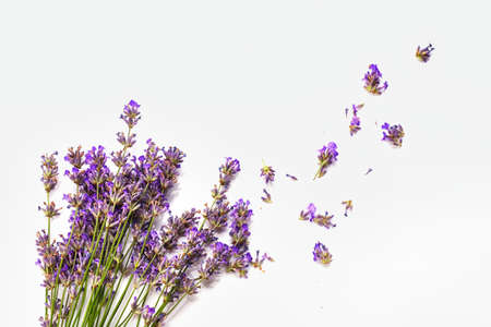 Bunch of Lavender flowers isolated on white background.の写真素材