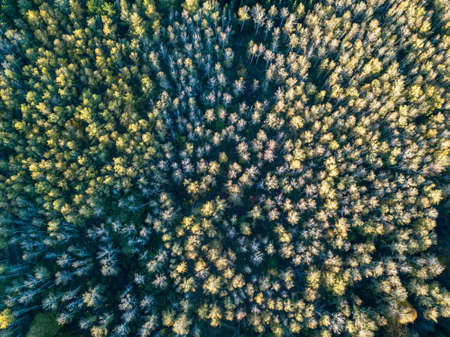 Aerial view of forest in autumn with colorful trees. Drone photography.の写真素材