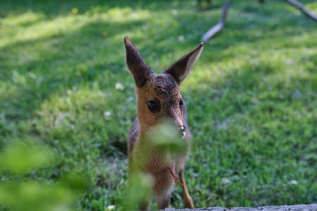Innocent roe deer fawn. Young wild deer. little morality. deer cub. deer restingの写真素材