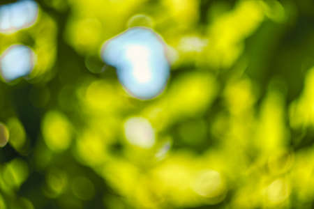 Abstract, nature bokeh background, green foliage of the forest. Green nature in blurry style for creative design.の写真素材