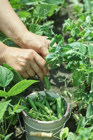 Woman farmer gathers ripe peas in the garden