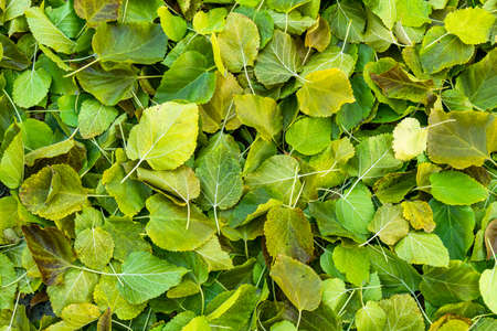 Background group autumn orange leaves.の写真素材