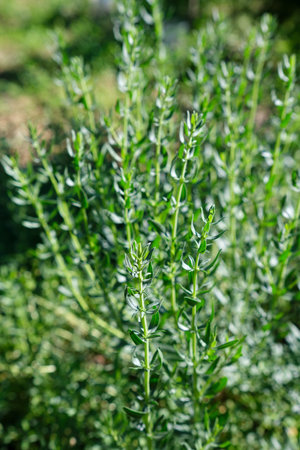Rosemary herb plants in the garden