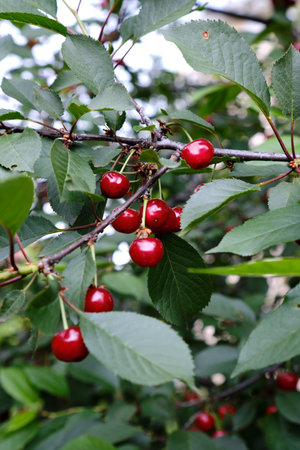 Cherries hanging on a cherry tree branch.