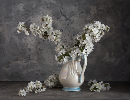 Cherry blossoms in white vase on gray background. Springtime still life.の写真素材