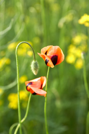 Red field poppies, close up. Summer wildflowers.の写真素材