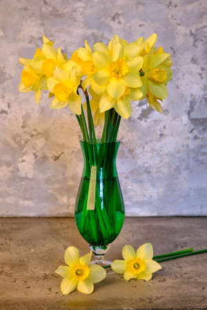 Spring flowers, yellow daffodils in a vase on a gray backgroundの写真素材