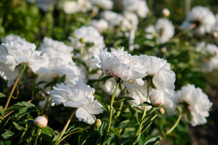 White peonies in the garden