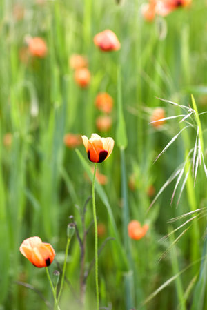 Red field poppies, close up. Summer wildflowers.の写真素材