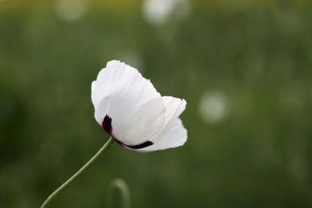 White poppy close up in the field. summer flowers.の写真素材