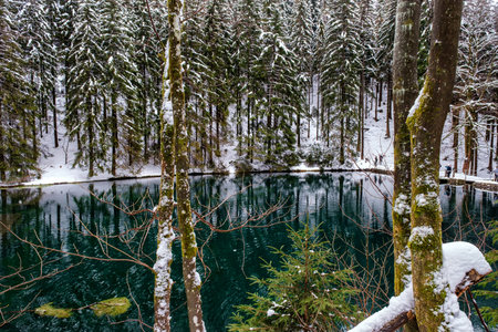 Lake in winter forest. Pine forest is on background. Germany.