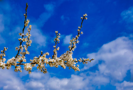 Beautiful white flowers of fruit tree against blue sky background on sunny spring day. Spring background with tree blooming.の写真素材
