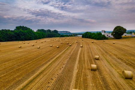Drone flight over a harvested grain field with straw bales. top view.