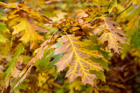Calm fall season. Maple leaves on sunny beautiful nature autumn background. Horizontal autumn banner...