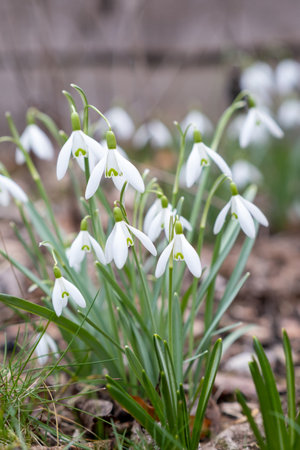 Snowdrop spring flowers. Delicate Snowdrop flower is one of the spring symbols telling us winter is leaving and we have warmer times ahead.の写真素材