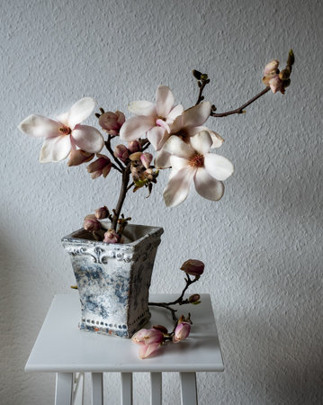 Beautiful fresh branches of magnolia flowers in full bloom in vase against white background. Minimalistic spring light and airy still life.の写真素材