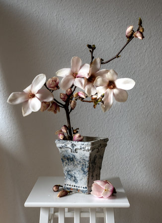 Beautiful fresh branches of magnolia flowers in full bloom in vase against white background. Minimalistic spring light and airy still life.の写真素材