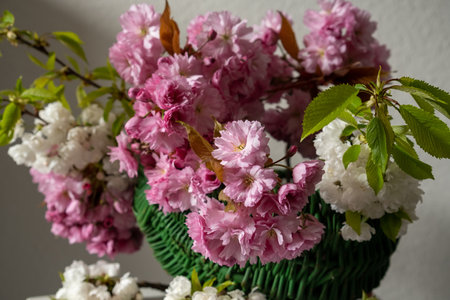 Spring bouquet of cherry tree branches. Cherry blossom Close-up shot.の写真素材