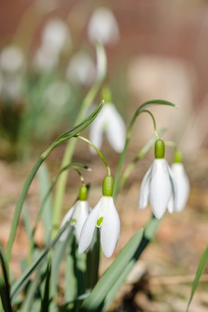 Snowdrop spring flowers. Delicate Snowdrop flower is one of the spring symbols telling us winter is leaving and we have warmer times ahead.の写真素材